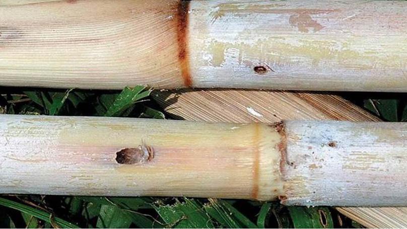Optimizing chemical control for Diatraea saccharalis (Lepidoptera: Crambidae) in sugarcane